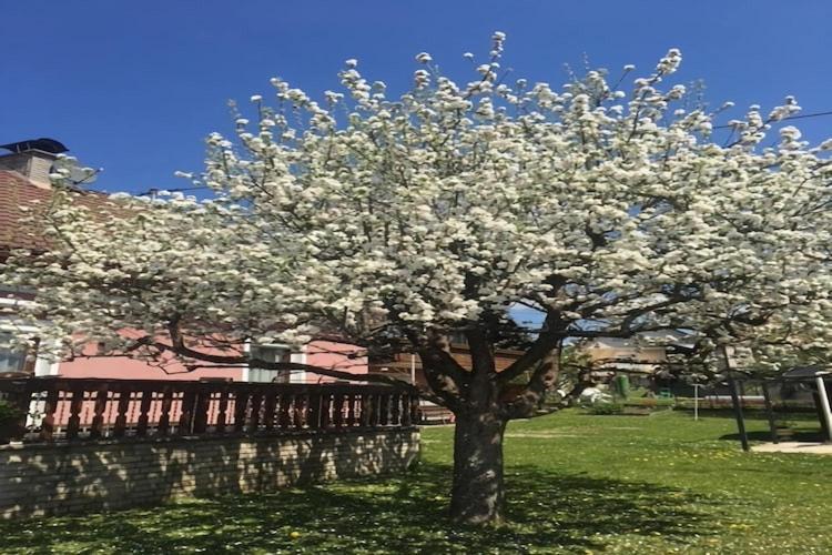 Modern Apartment With Garden Near The Petzen Ski Area In Eberndorf Carinthia المظهر الخارجي الصورة